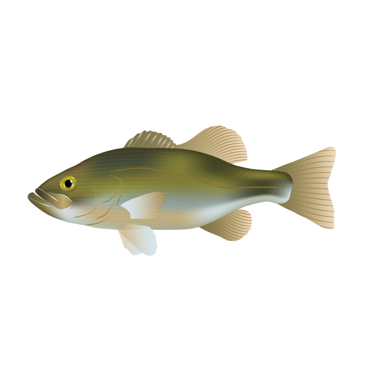 Largemouth bass