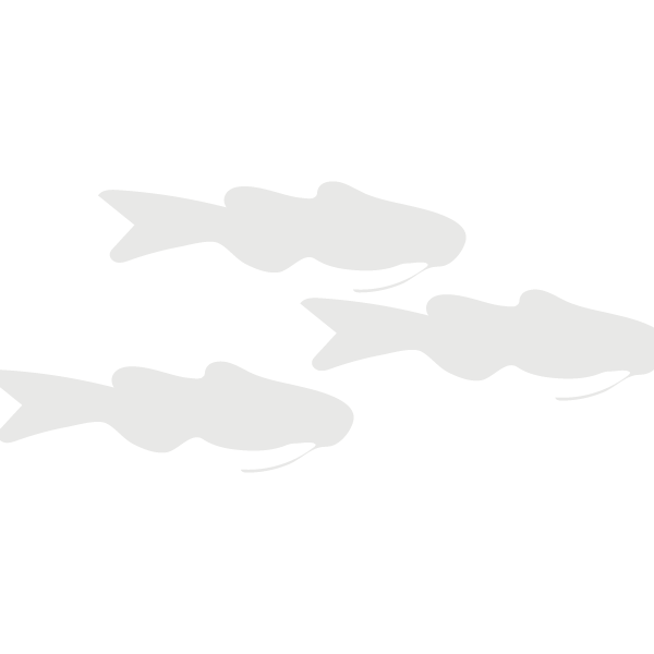 African Catfish Lifecycle