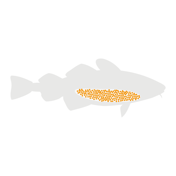 Atlantic cod lifecycle_Adult-Eggs