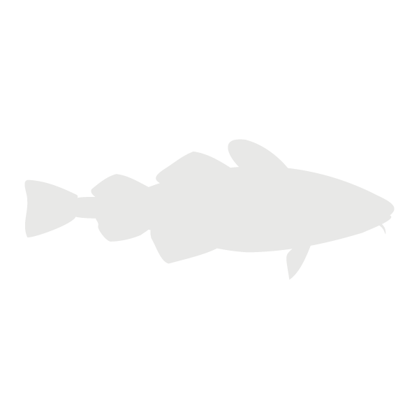 Atlantic cod lifecycle_Adult