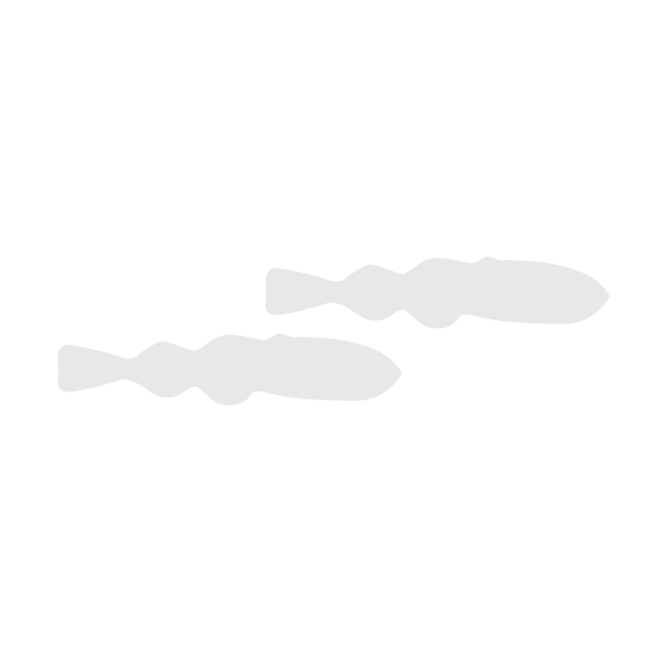 Atlantic cod lifecycle_Fry