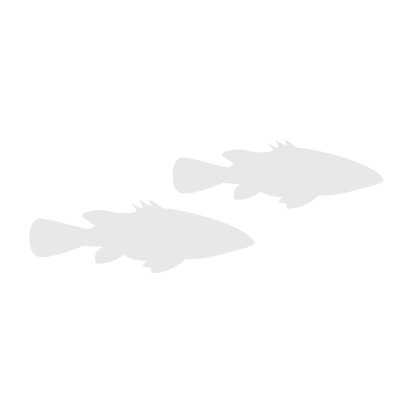 Barramundi lifecycle