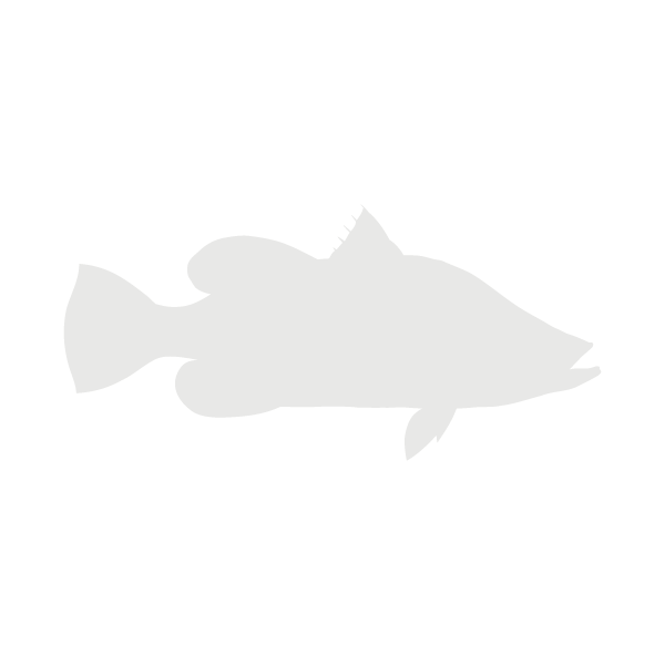 Barramundi lifecycle