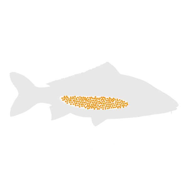 Carp lifecycle