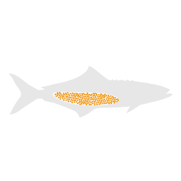 Cobia lifecycle