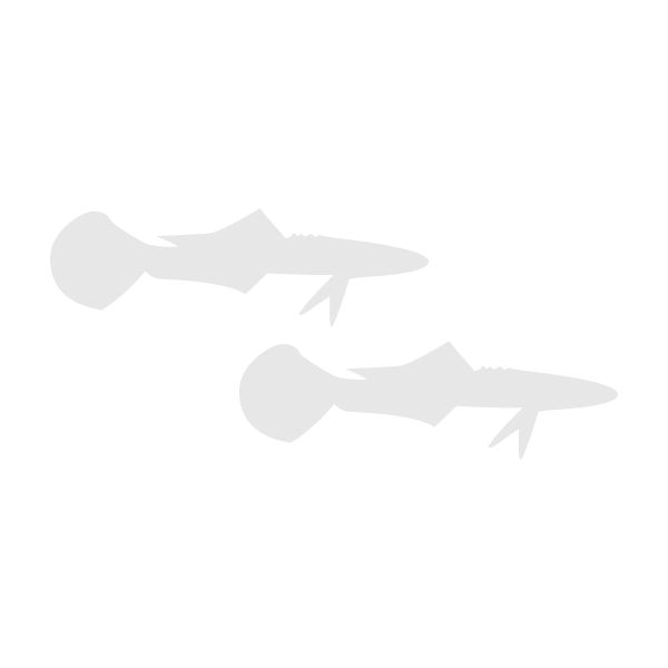 Cobia lifecycle
