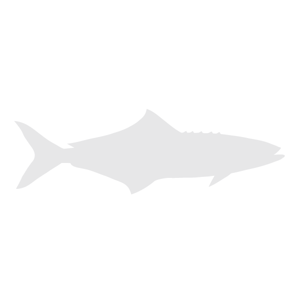 Cobia lifecycle