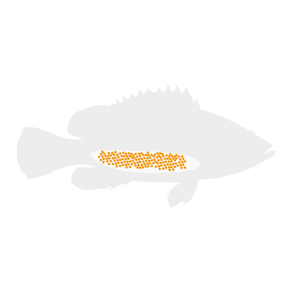 Grouper lifecycle