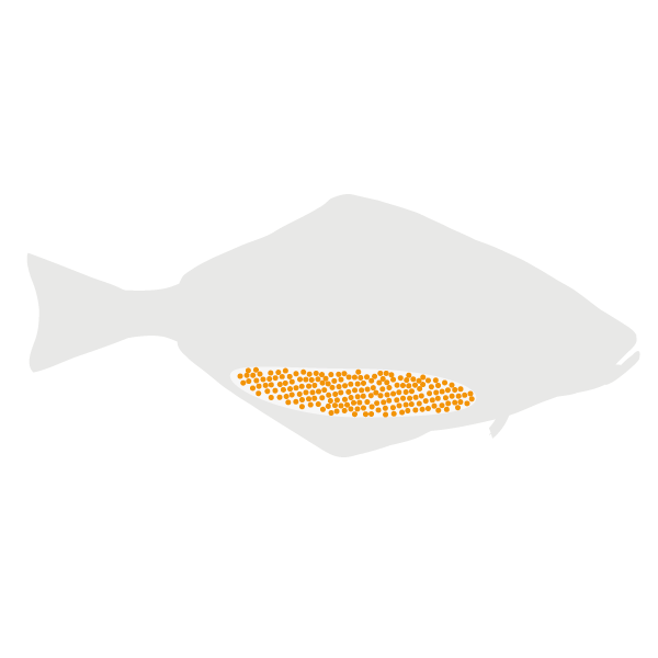 Halibut lifecycle
