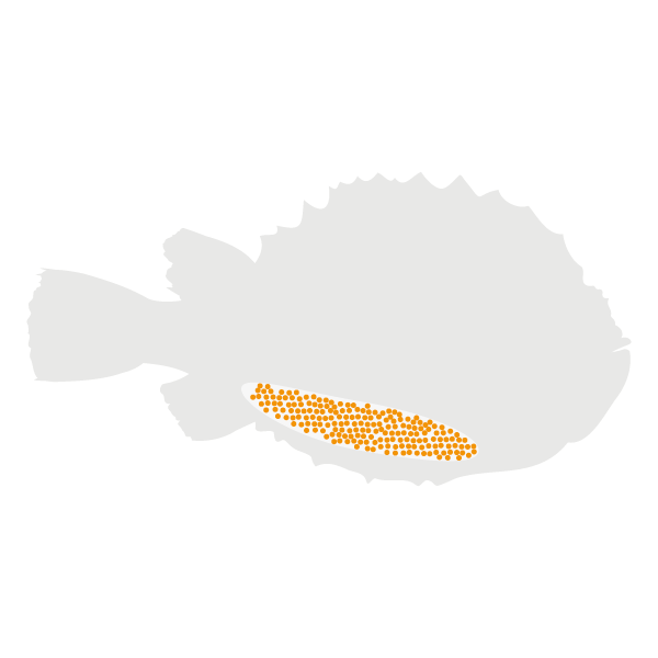 Lumpfish lifecycle