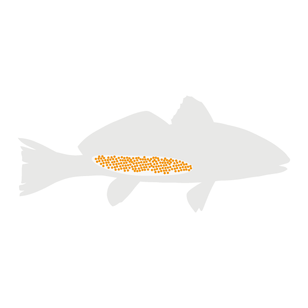 Red drum lifecycle