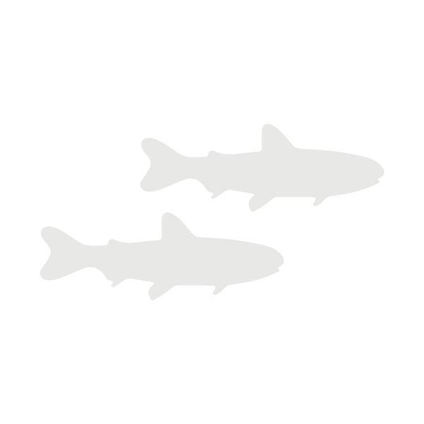 Salmonid lifecycle