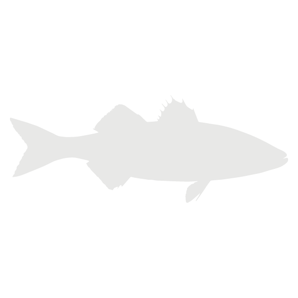 Sea Bass lifecycle