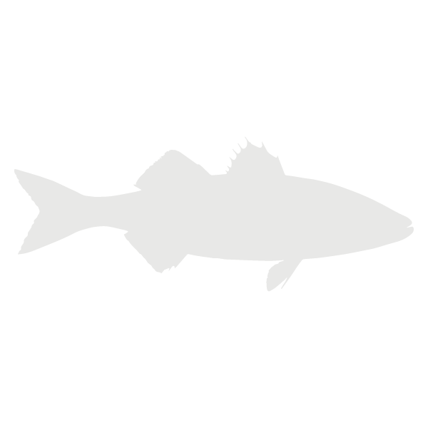 Sea Bass lifecycle