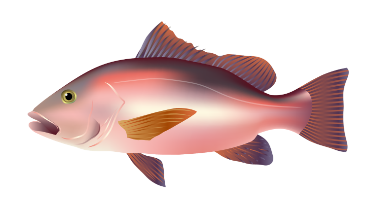 Mangrove red snapper