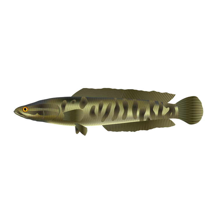 Northern snakehead