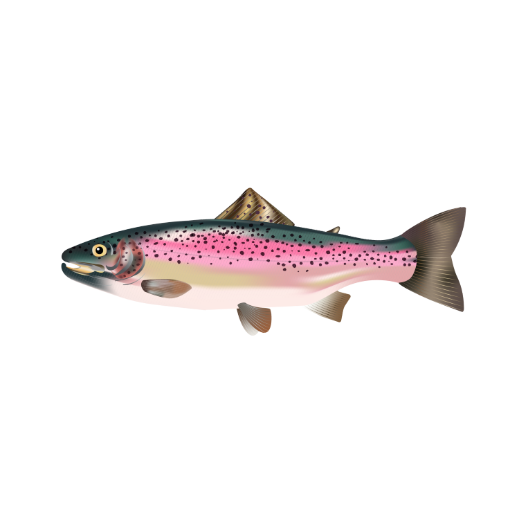 Protec for rainbow trout