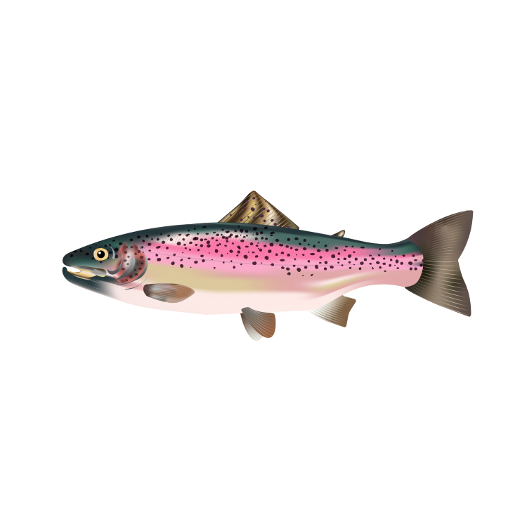 Rainbow trout