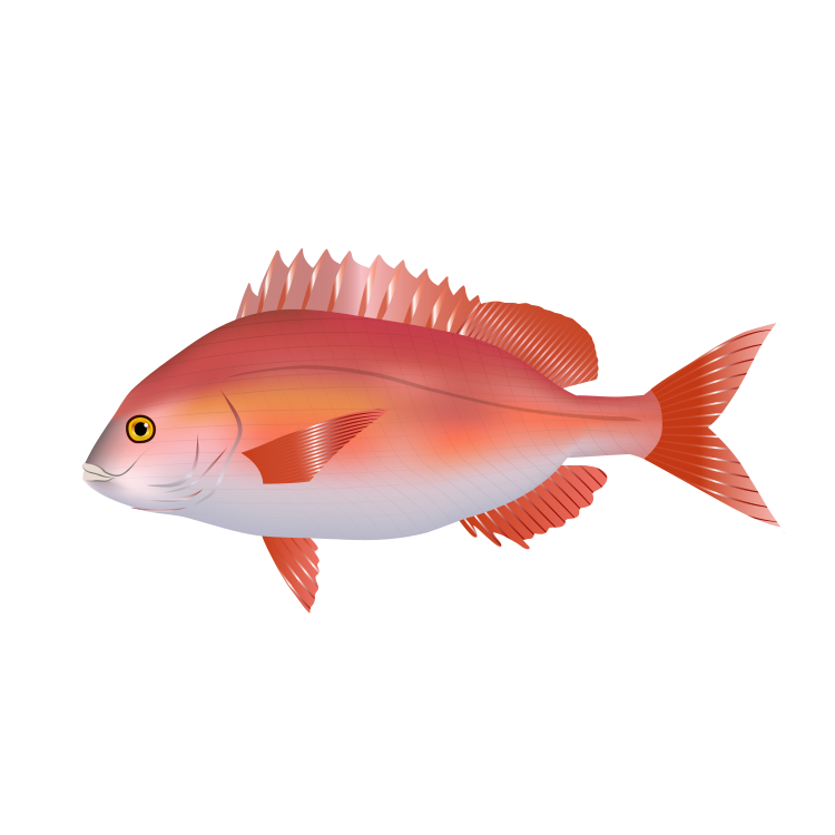 Red porgy