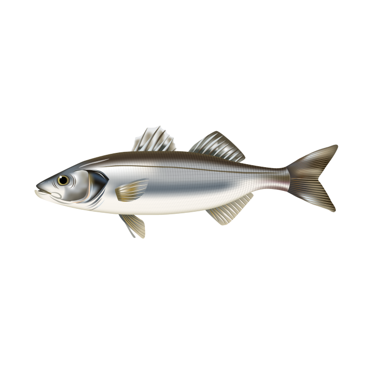 myProtec for sea bass