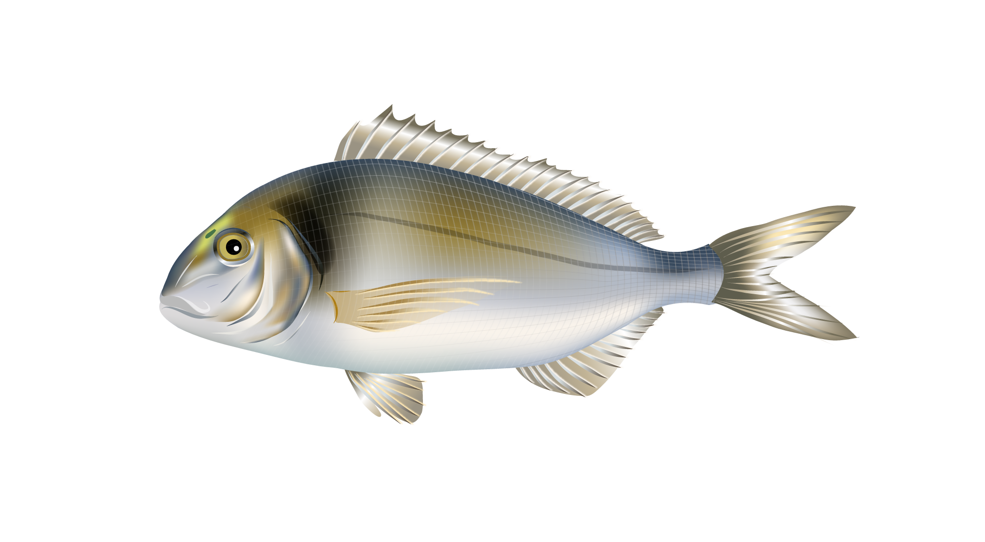 Aquacare fish clearance