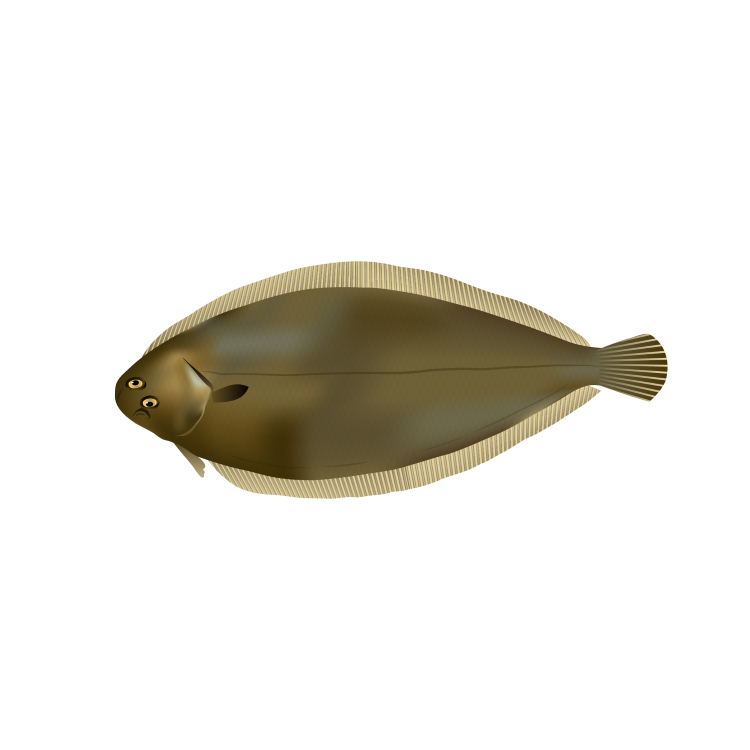 Lenguado