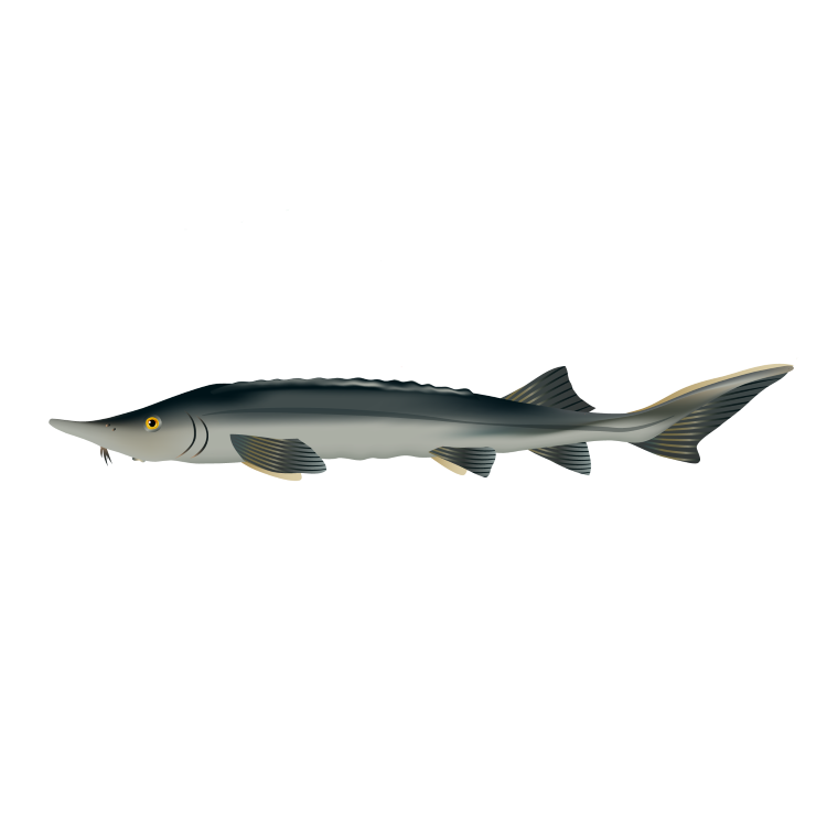 Sturgeon