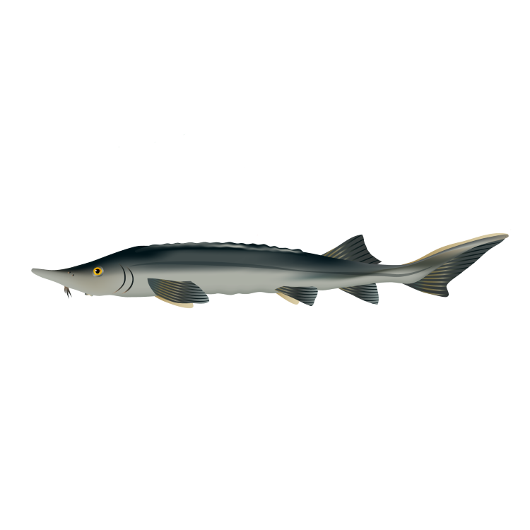 Classic Fry for Sturgeon Skretting