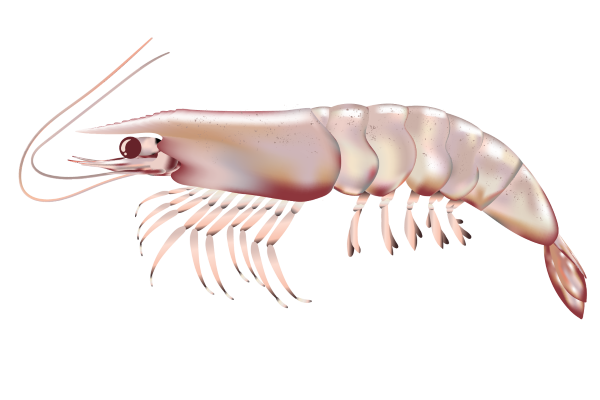 Whiteleg shrimp illustration