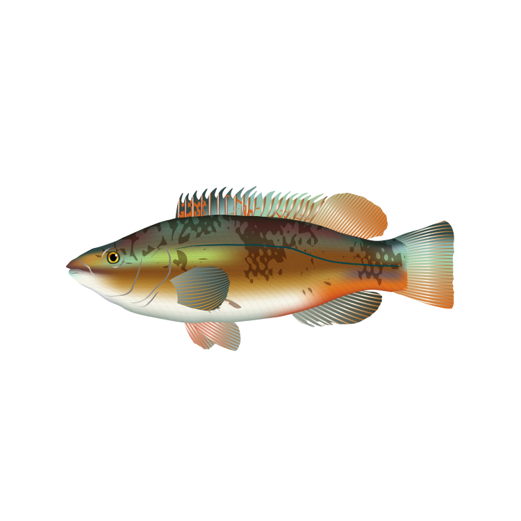 Wrasse