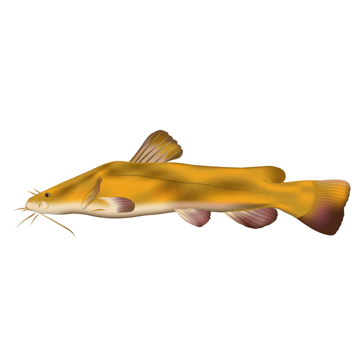 Yellow catfish