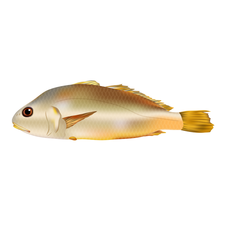 Yellow croaker