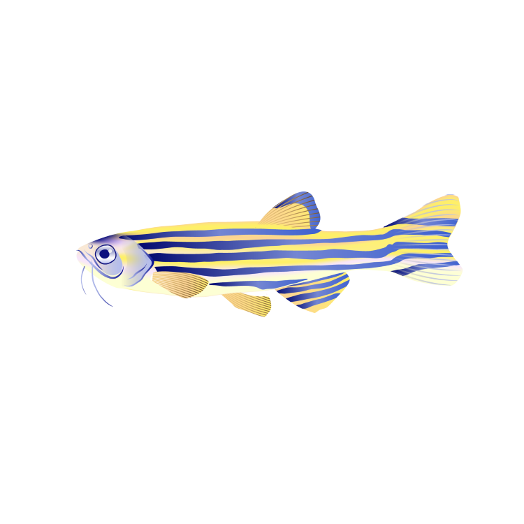 Zebrafish