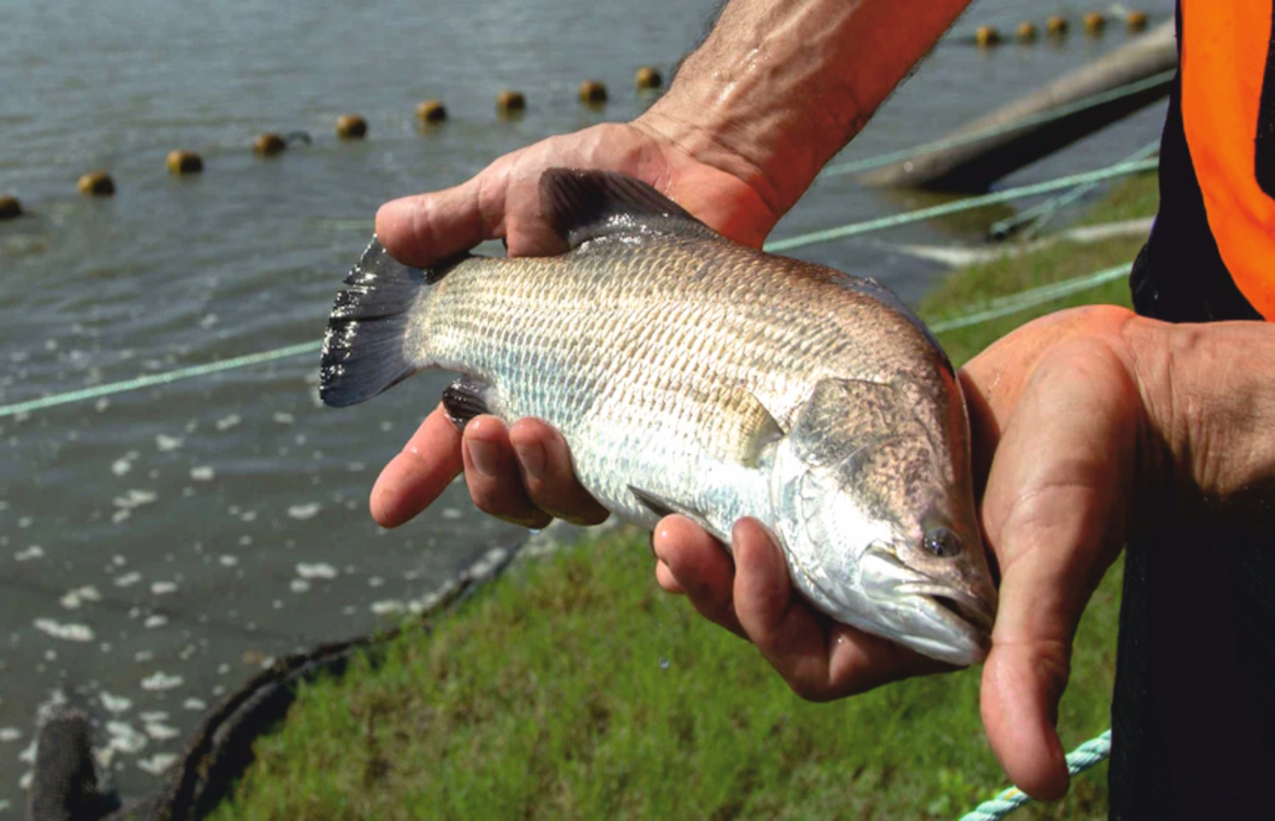 barramundi fish in hand