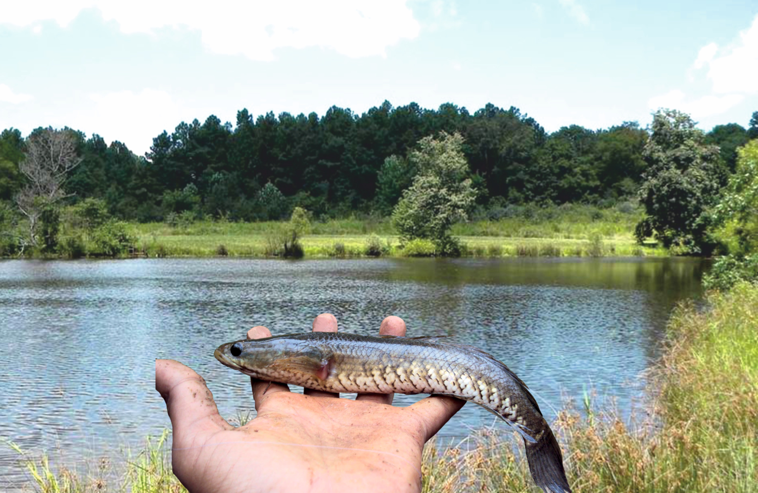 snakehead fish in hand