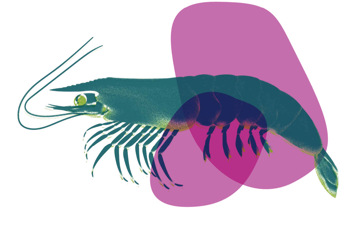 Shrimp.png