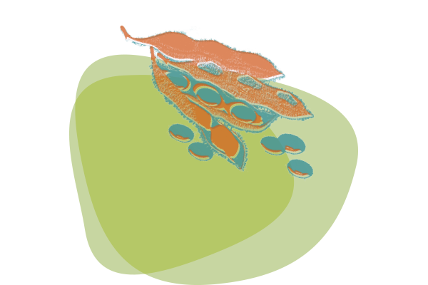 Soy illustration
