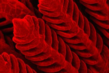 Fish fills seen under a microscope
