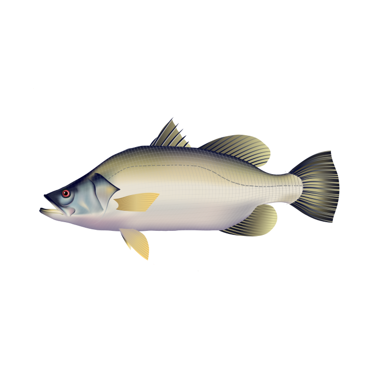 Barramundi
