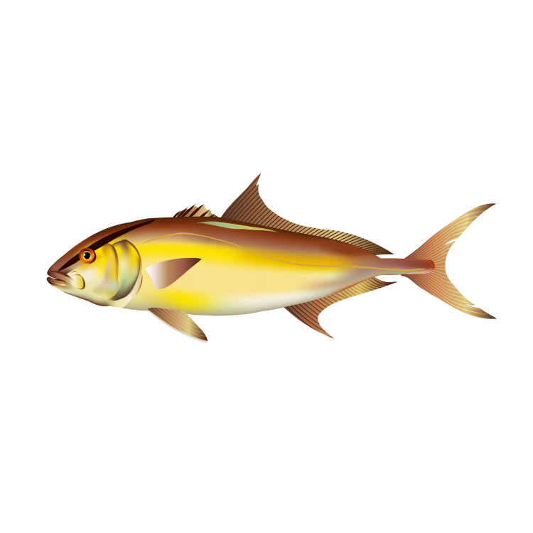 Amberjack (Seriola)