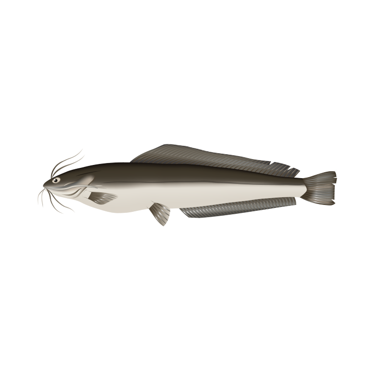 Catfish