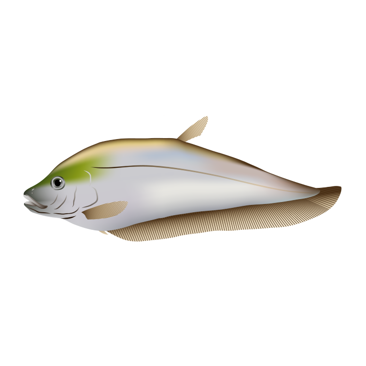 Knifefish