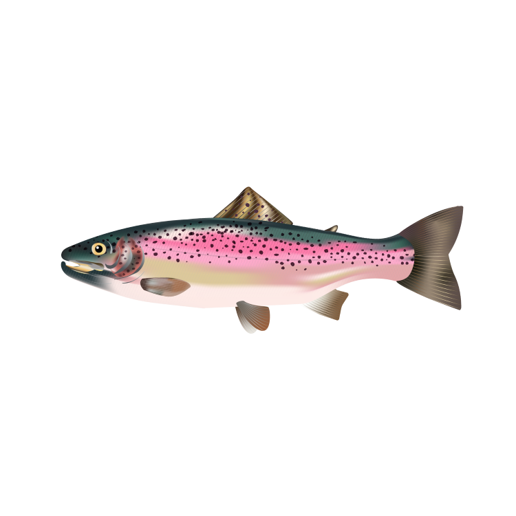 Rainbow trout