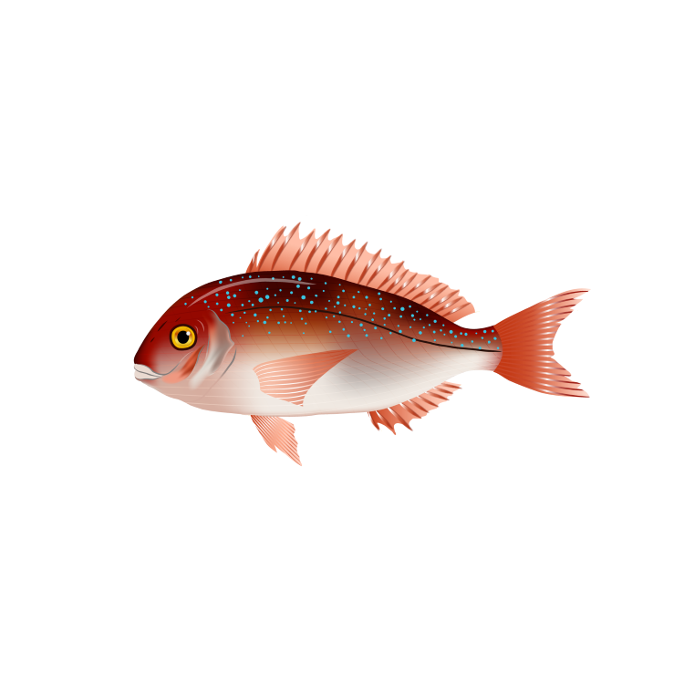 Red sea bream