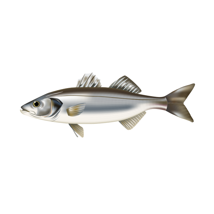 Sea bass