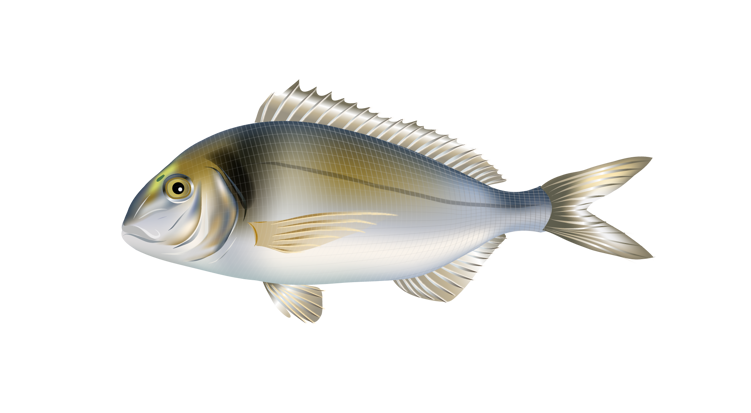 Sea bream